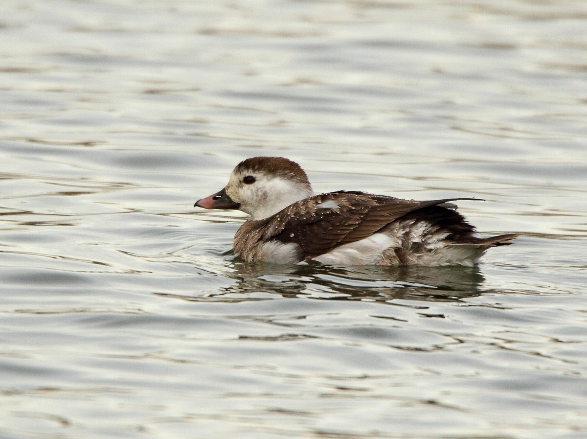 Long-tailed Duck - Robb Hinds