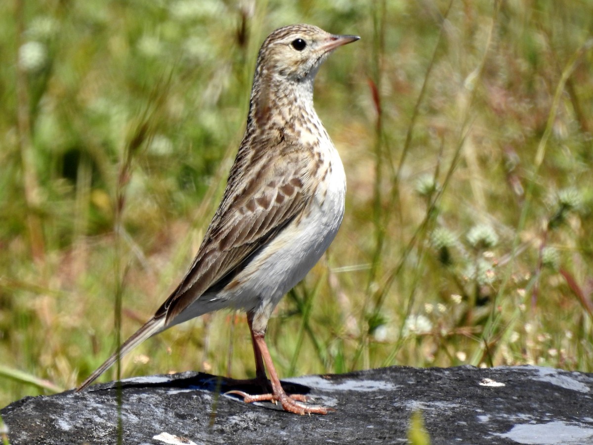Short-billed Pipit - Carlos Crocce