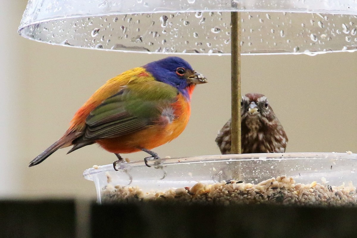 Painted Bunting - ML76038091