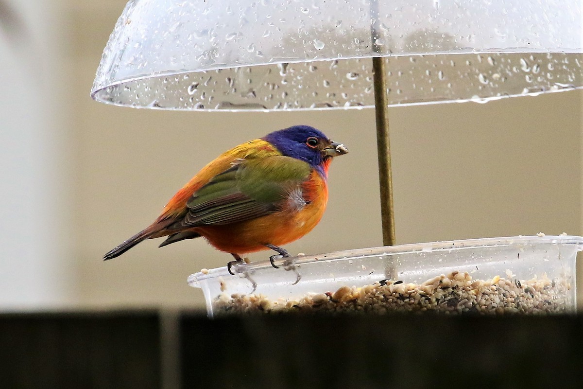 Painted Bunting - ML76038101