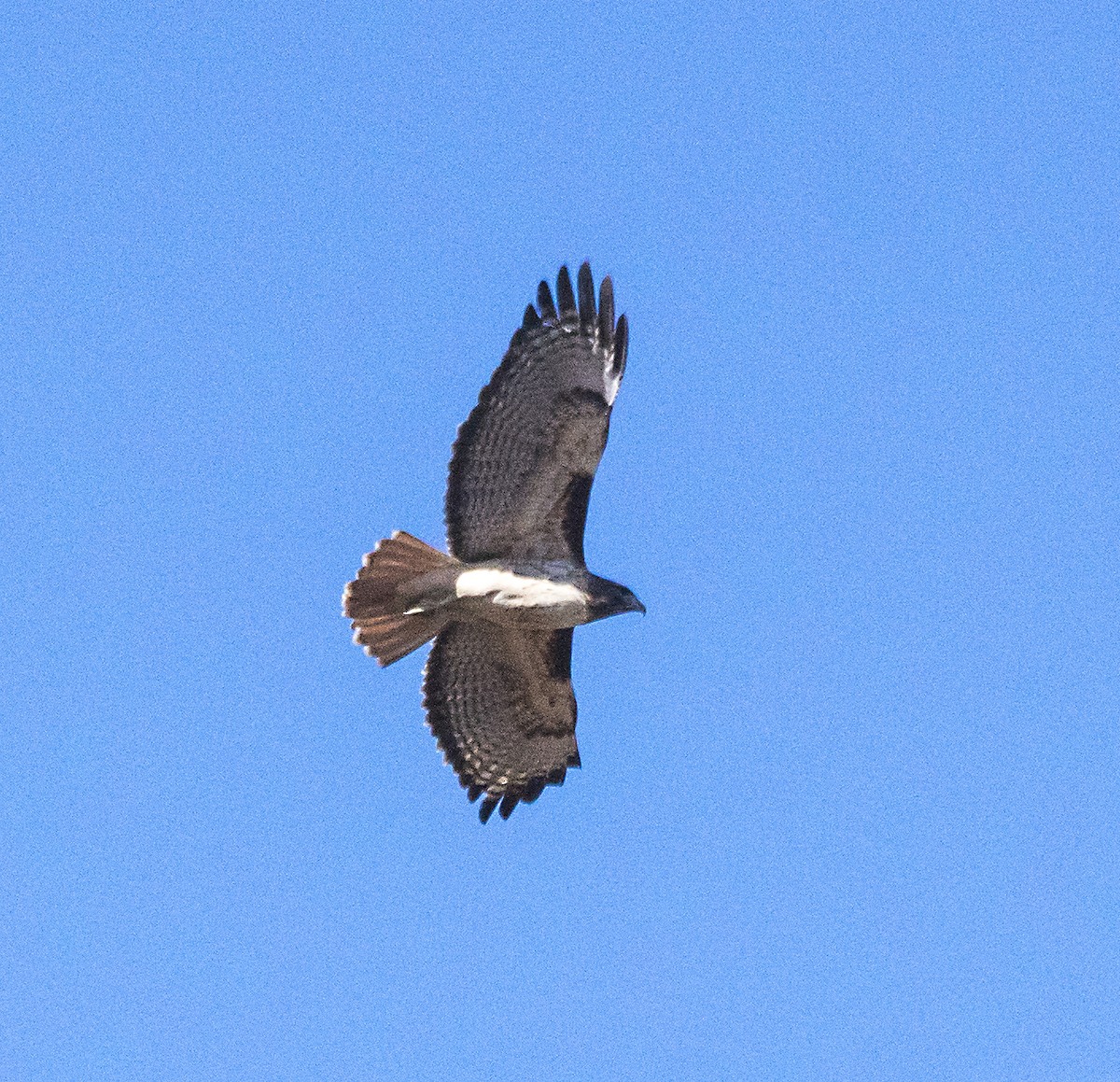 Red-tailed Hawk - ML76040491