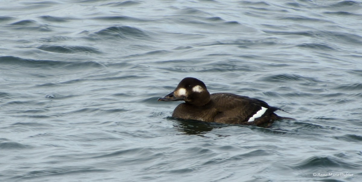White-winged Scoter - Anne-Marie Dufour