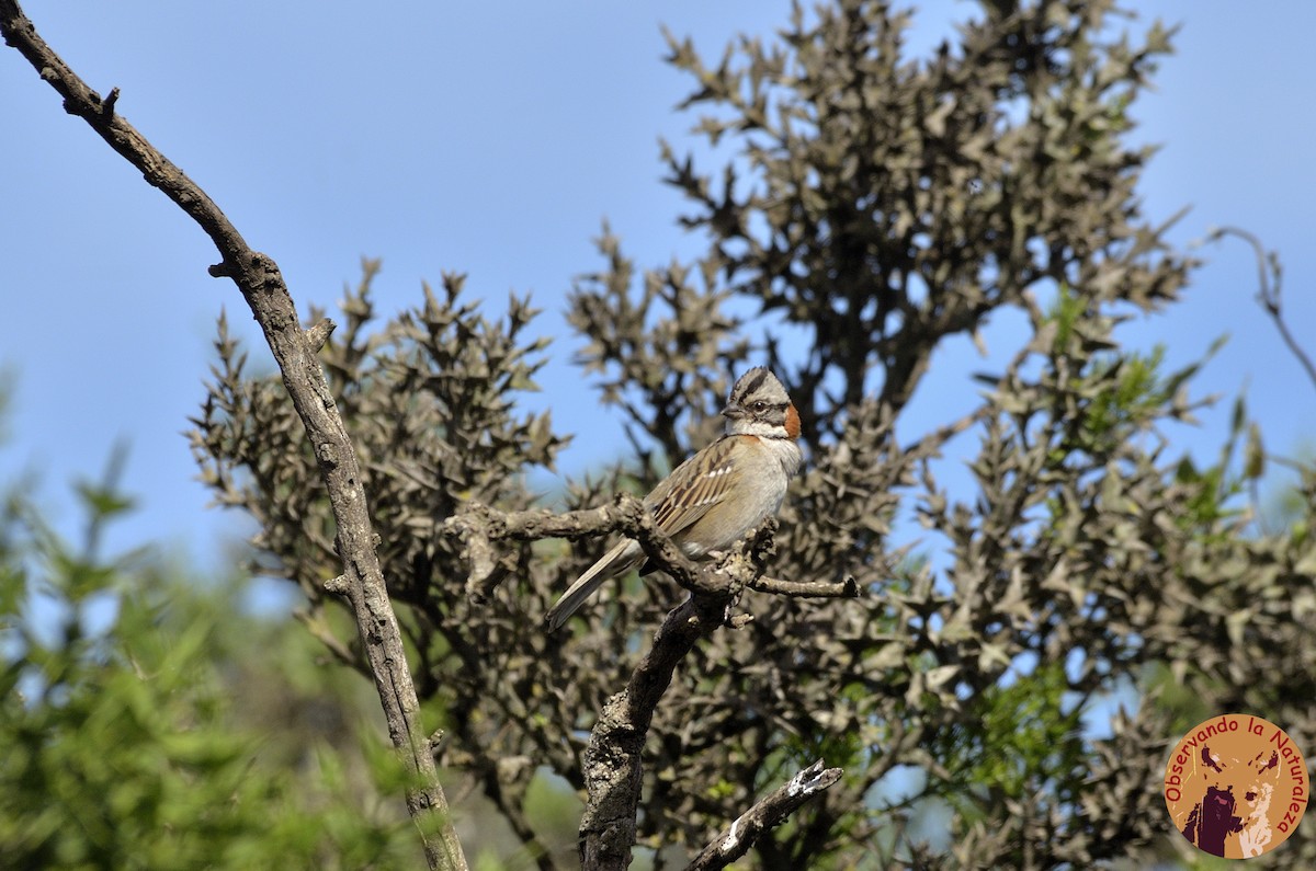 Rufous-collared Sparrow - ML76041891