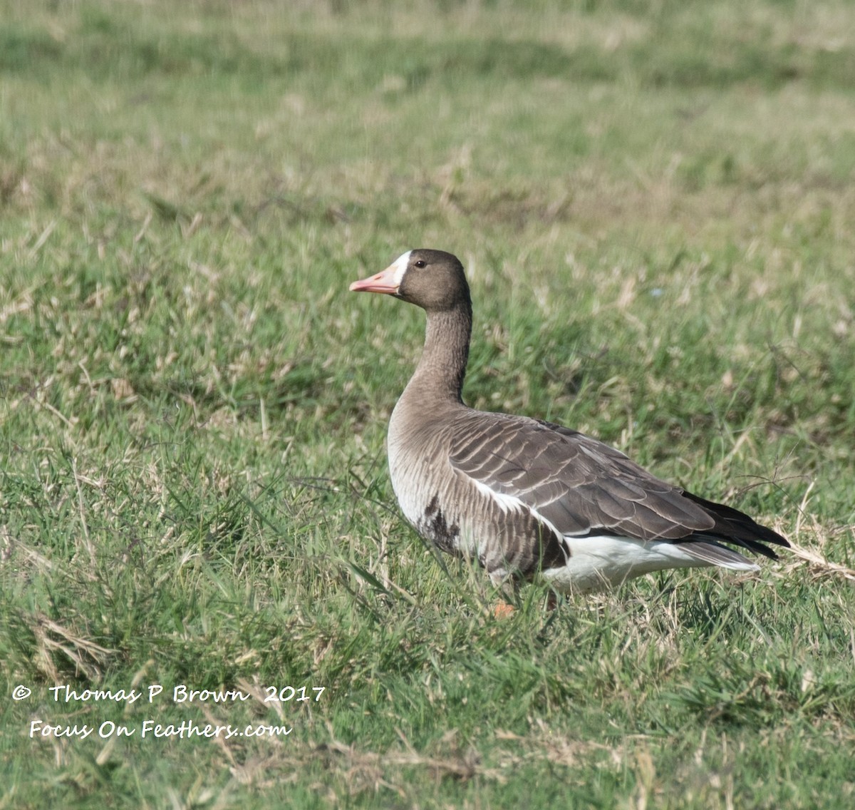 Greater White-fronted Goose - ML76042261