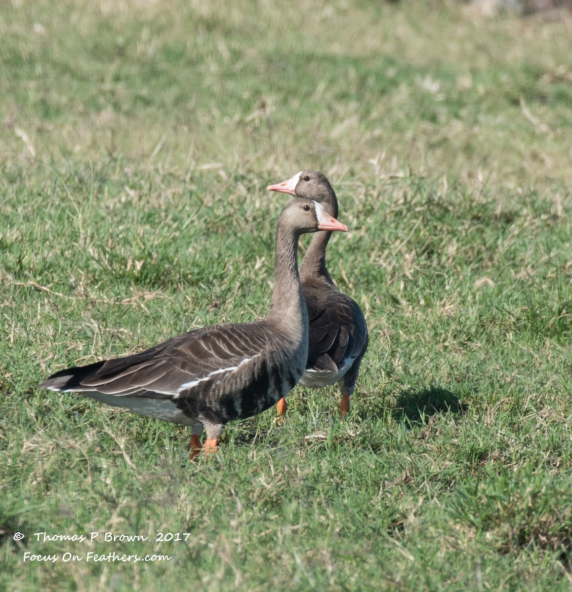 Greater White-fronted Goose - ML76042361