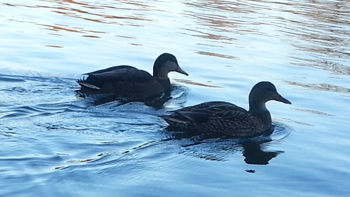 Mallard x American Black Duck (hybrid) - Joe Gyekis