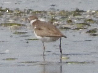 Semipalmated Plover - ML76044141