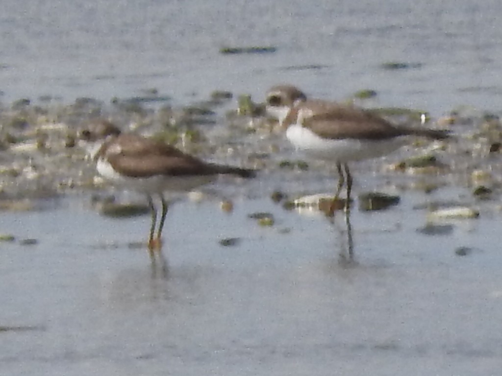 Semipalmated Plover - ML76044191