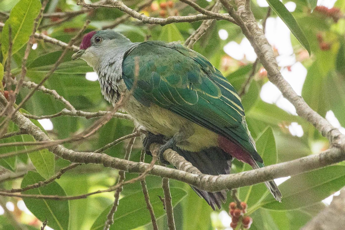 Many-colored Fruit-Dove - ML76044721