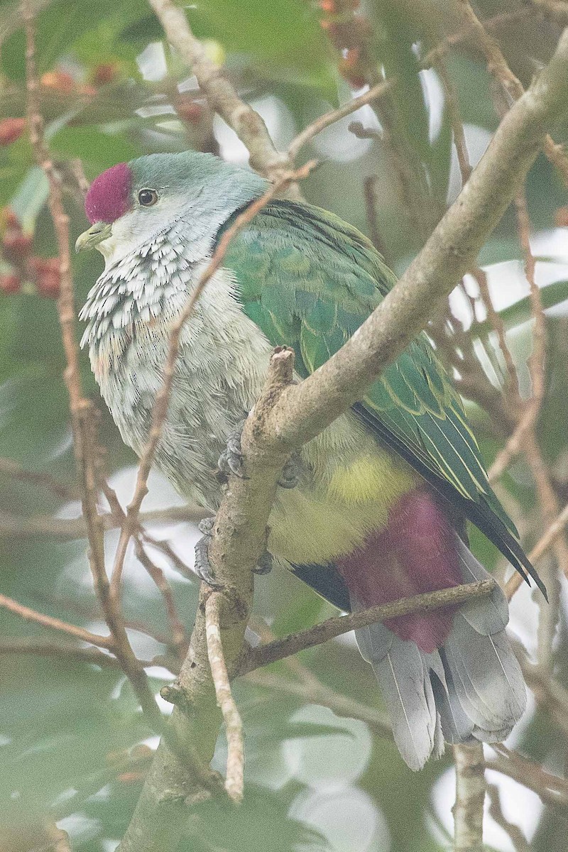Many-colored Fruit-Dove - ML76044731
