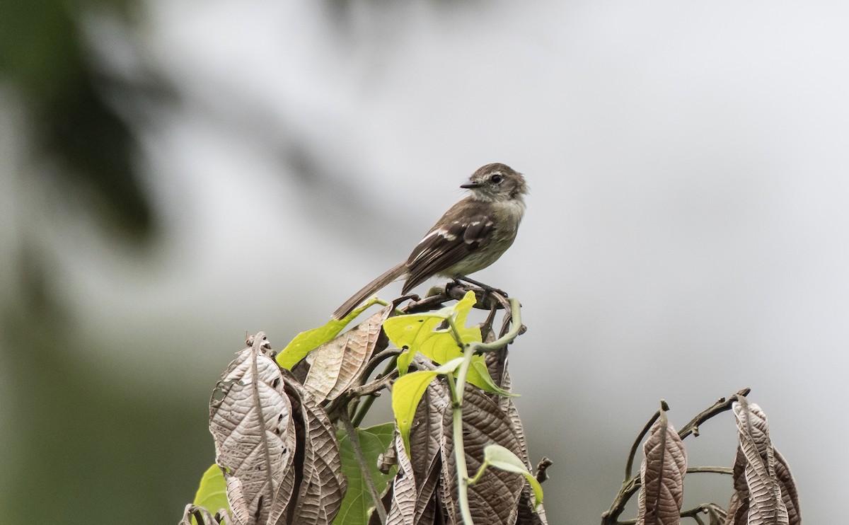 Olive-chested Flycatcher - ML76045271
