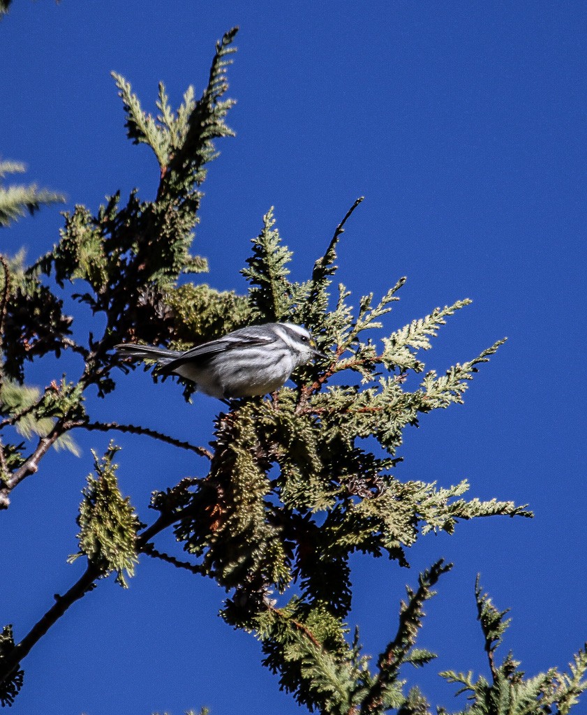 Black-throated Gray Warbler - Hans Gonzembach