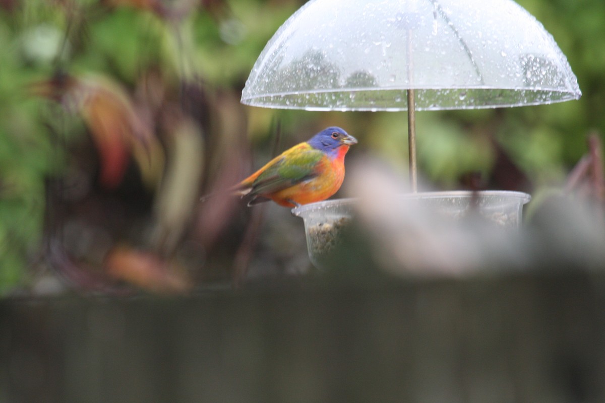 Painted Bunting - ML76047501