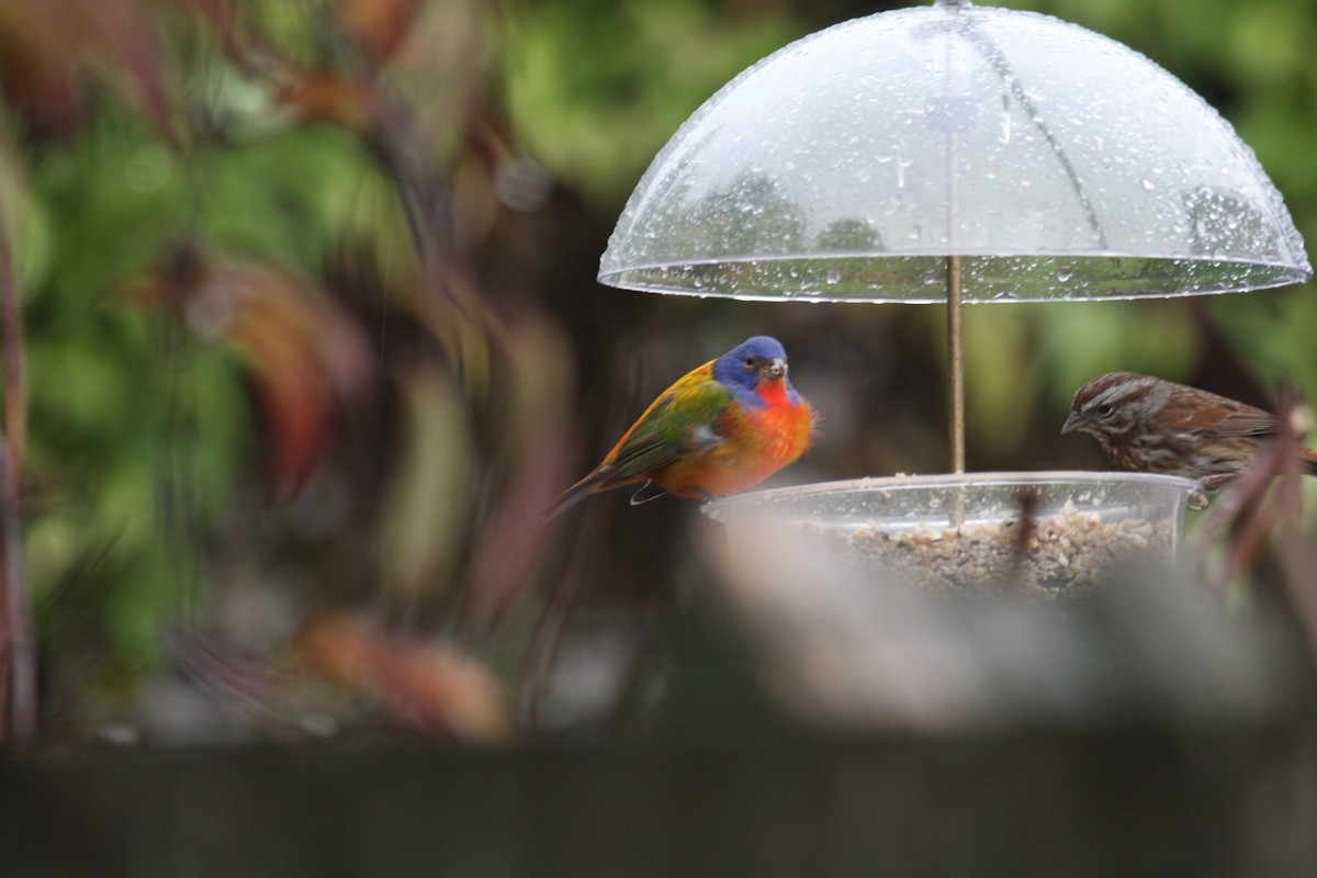 Painted Bunting - ML76047551
