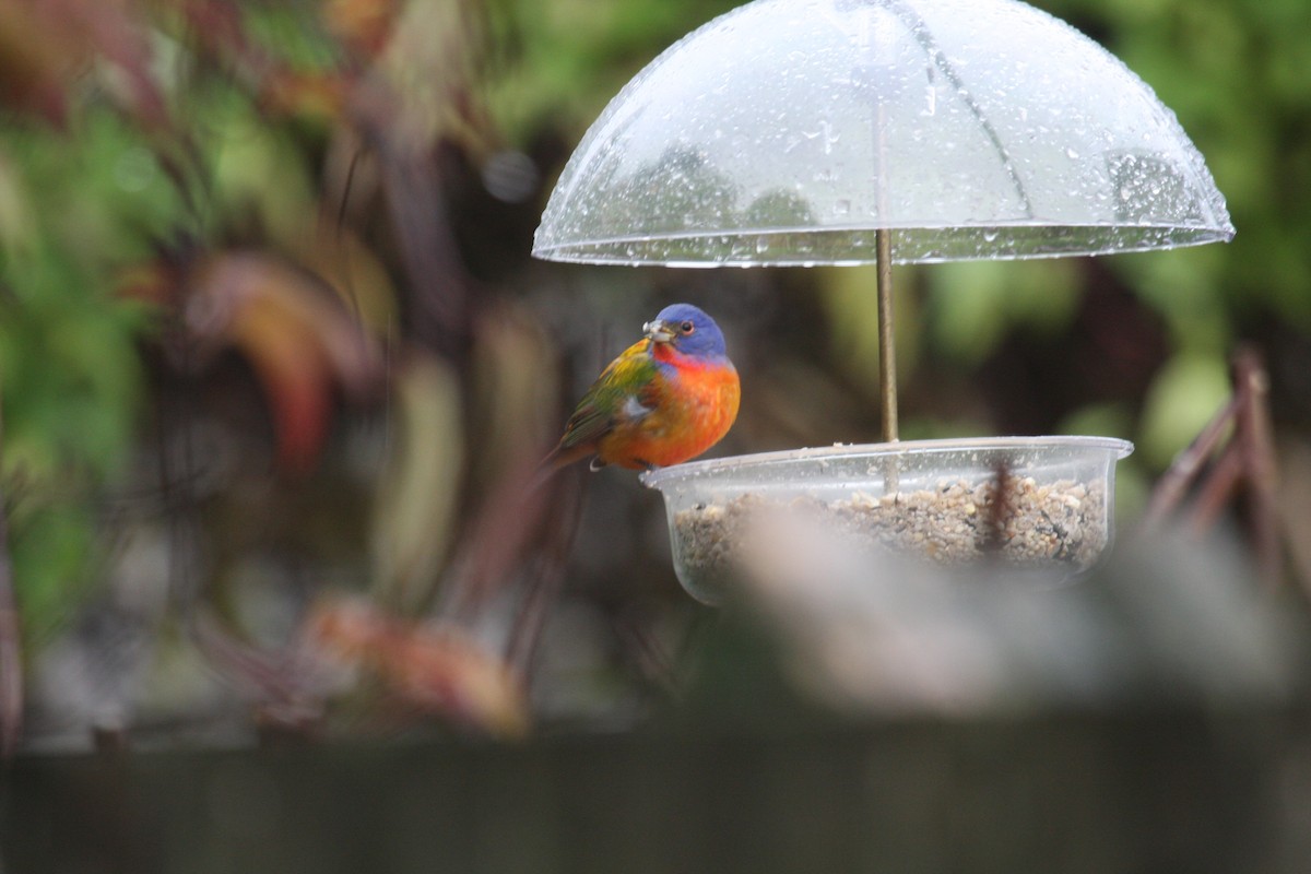Painted Bunting - ML76047591