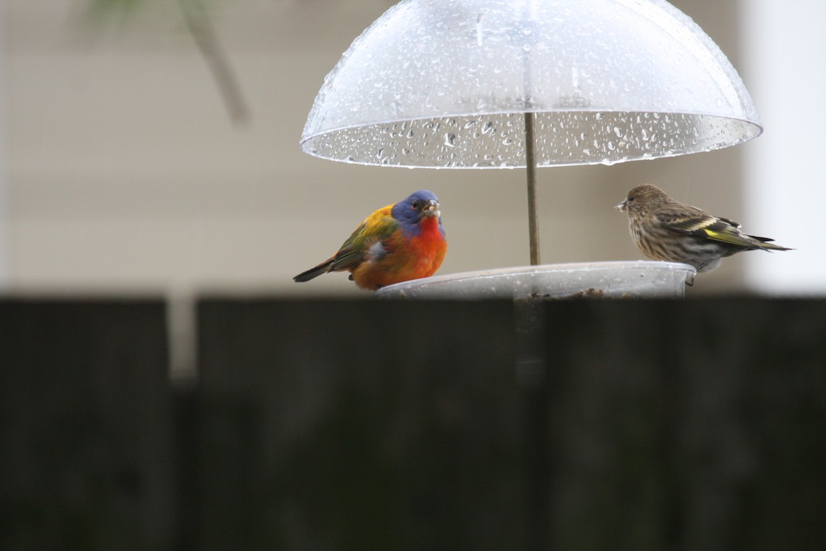 Painted Bunting - ML76047611
