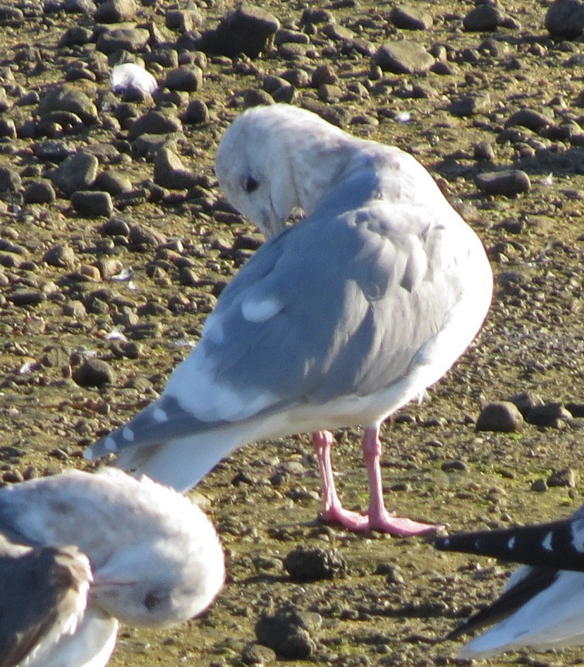 Glaucous-winged Gull - Diane Etchison