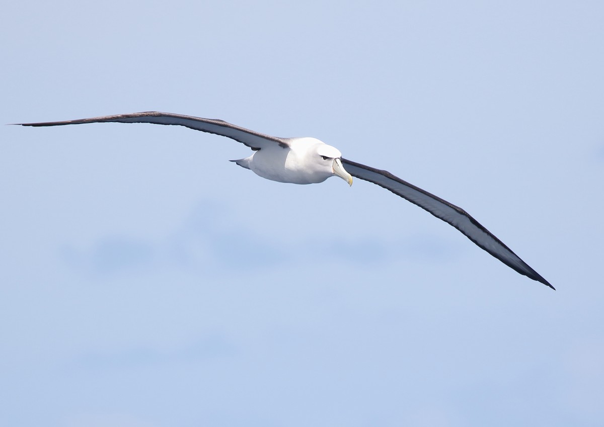 White-capped Albatross - Michael Rutkowski