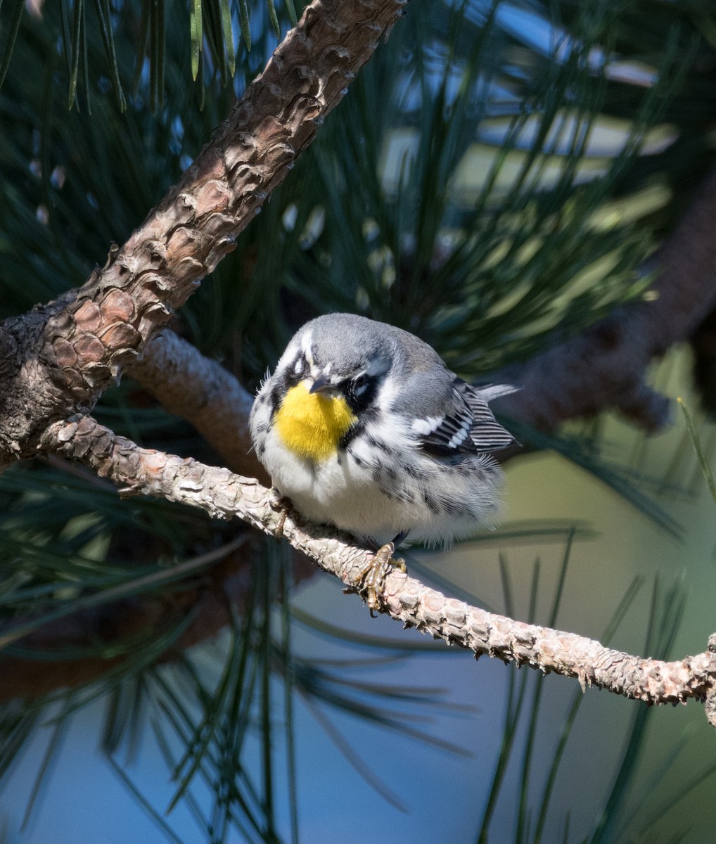 Yellow-throated Warbler - Leo McKillop