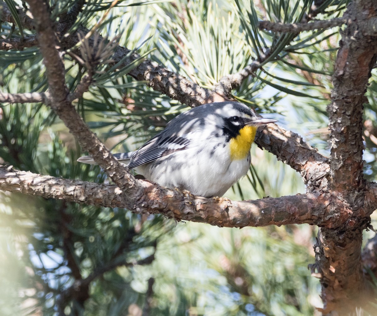 Yellow-throated Warbler - Leo McKillop