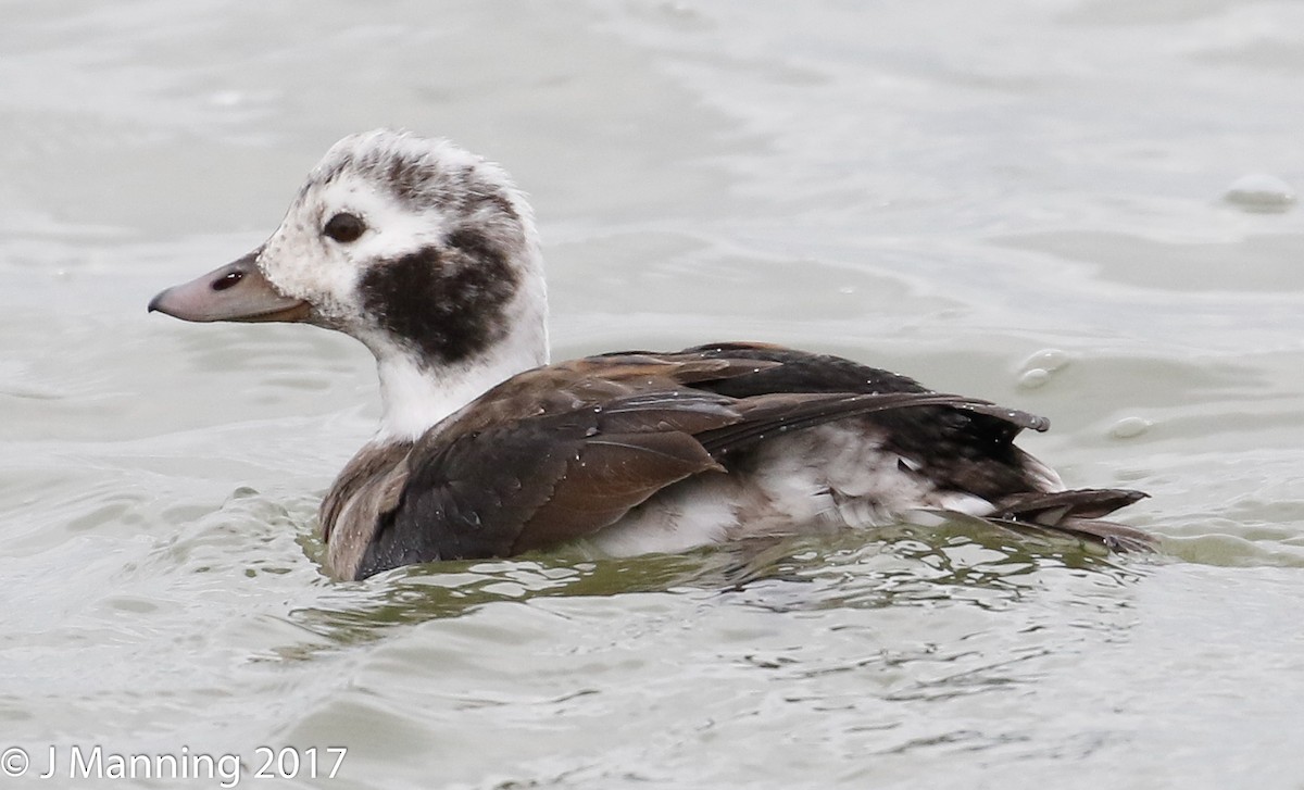 Long-tailed Duck - ML76051121