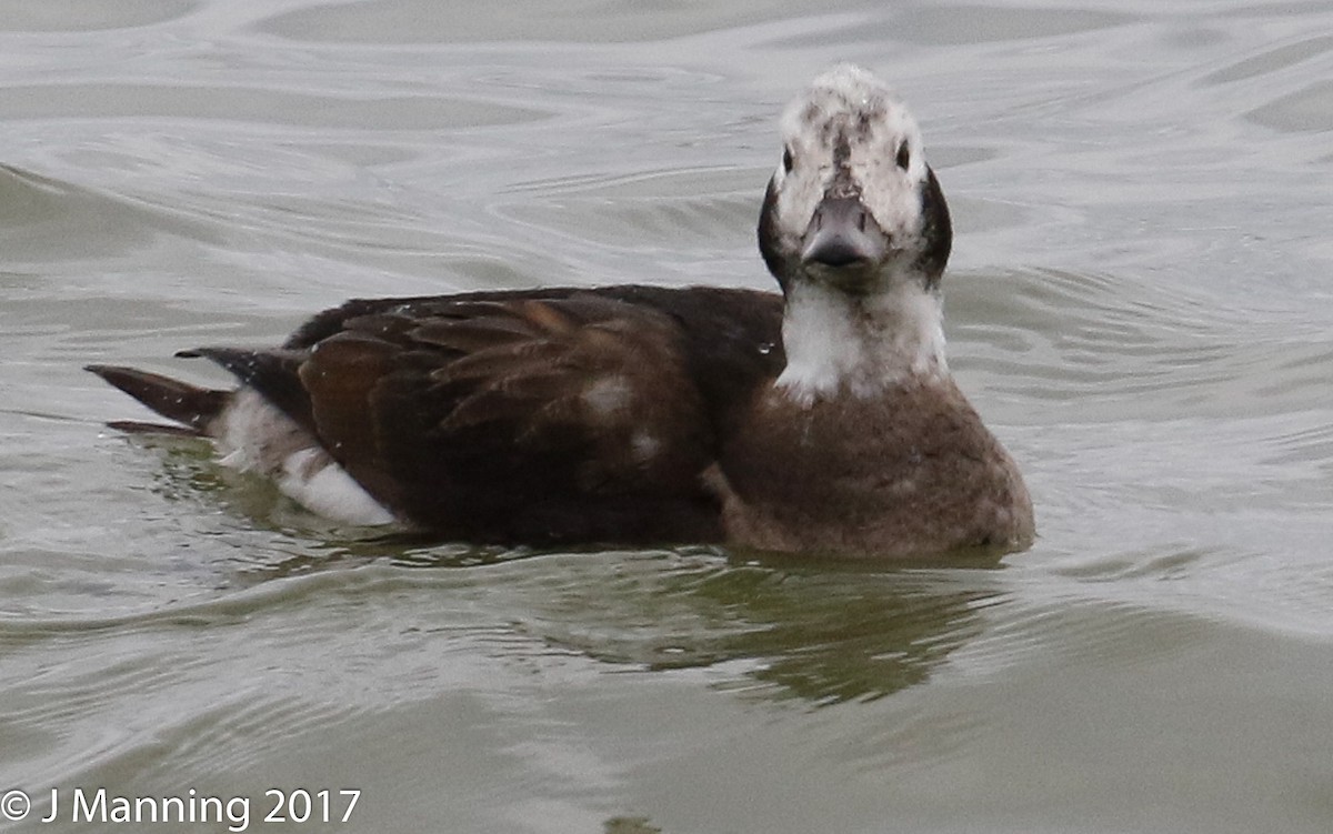 Long-tailed Duck - ML76051131