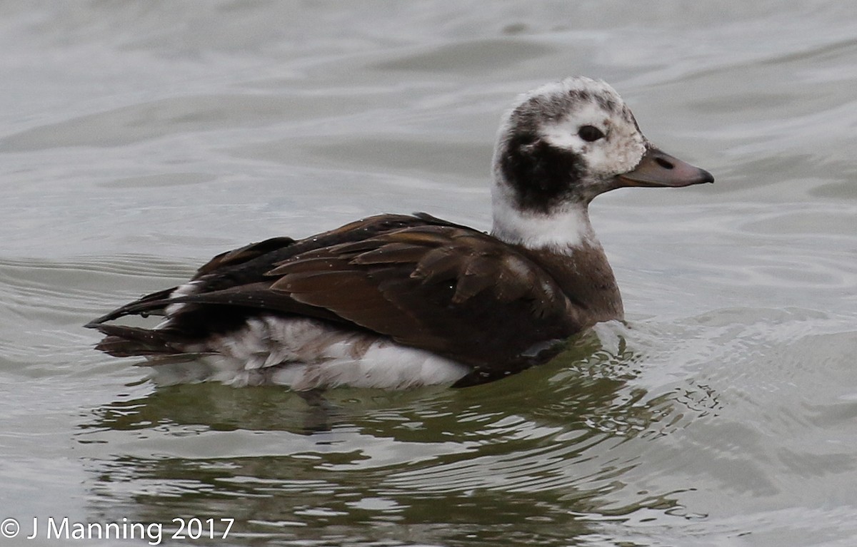 Long-tailed Duck - ML76051141