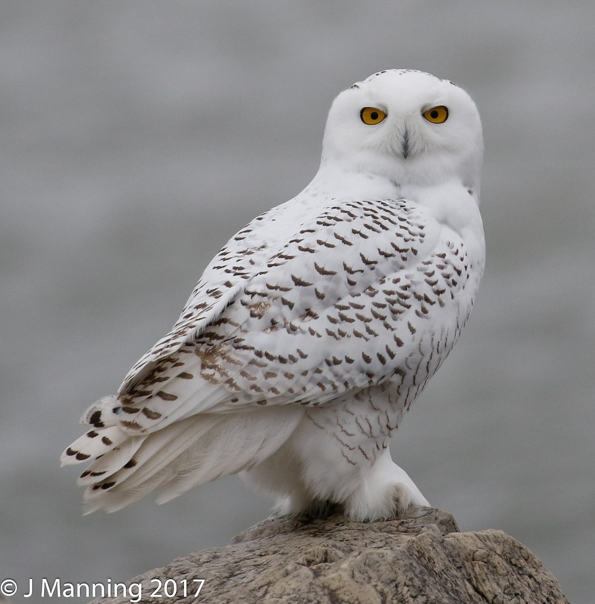 Snowy Owl - ML76051371