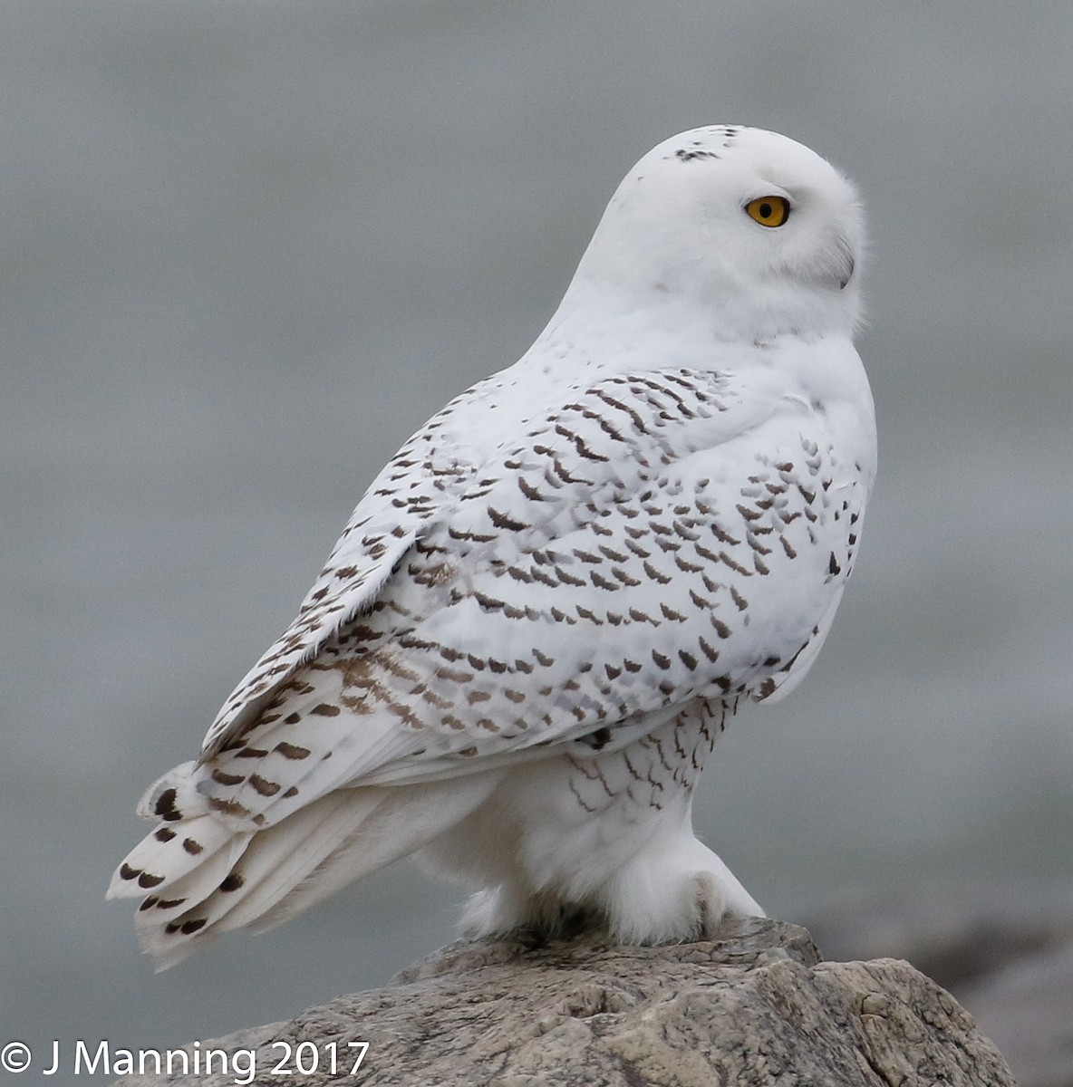 Snowy Owl - ML76051381
