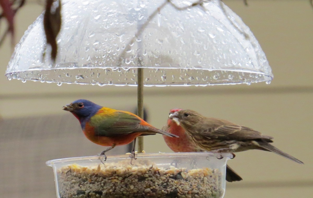 Painted Bunting - ML76052711