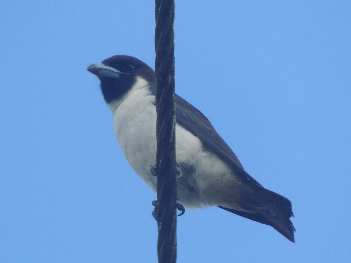 Fiji Woodswallow - ML76058241