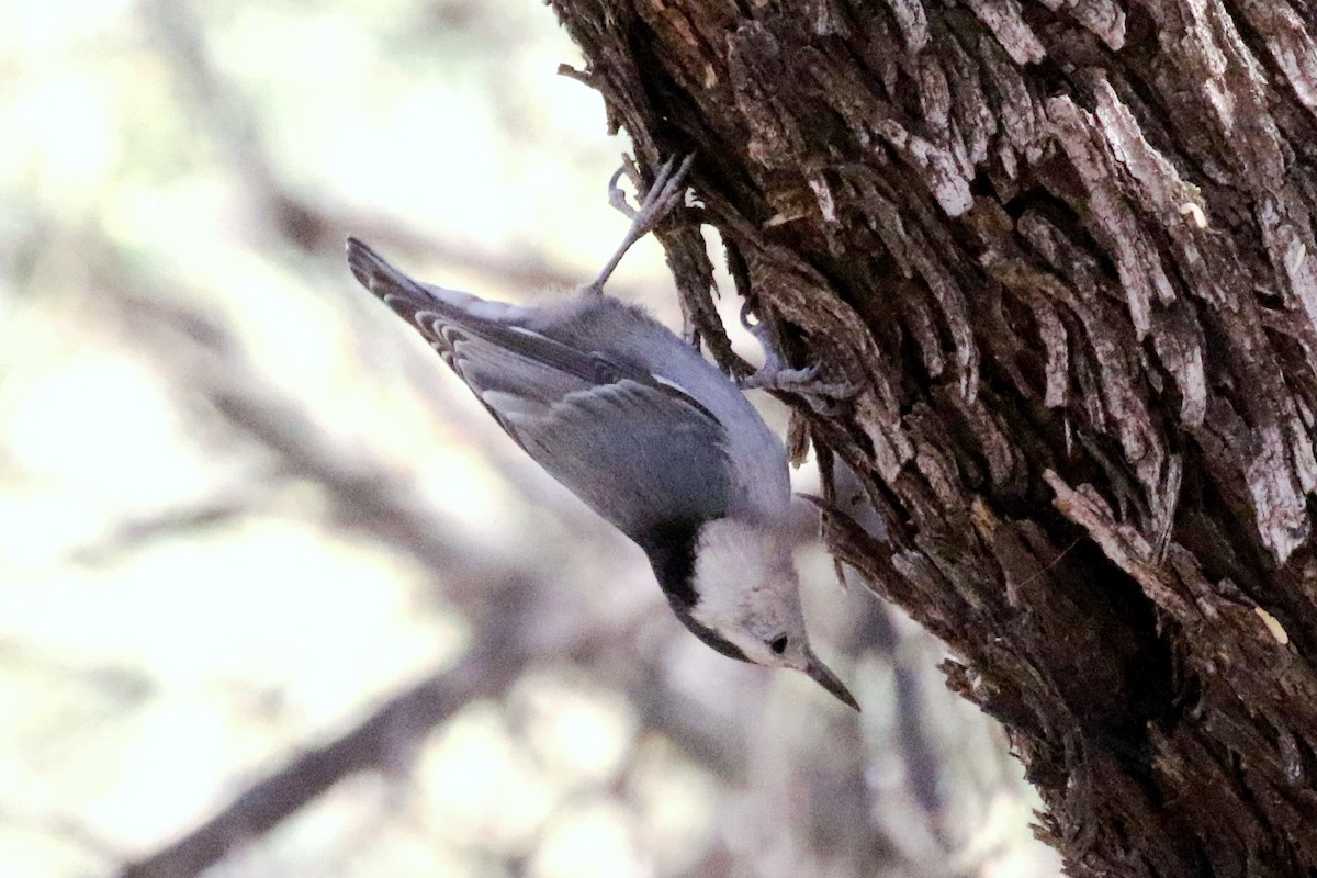 White-breasted Nuthatch - Lindsay Story