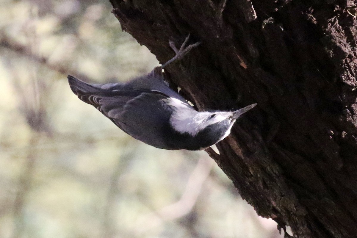 White-breasted Nuthatch - Lindsay Story