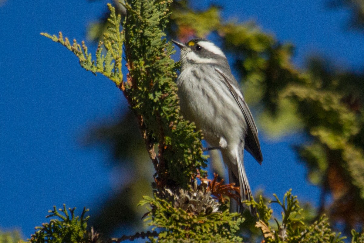 Black-throated Gray Warbler - Eric Labato
