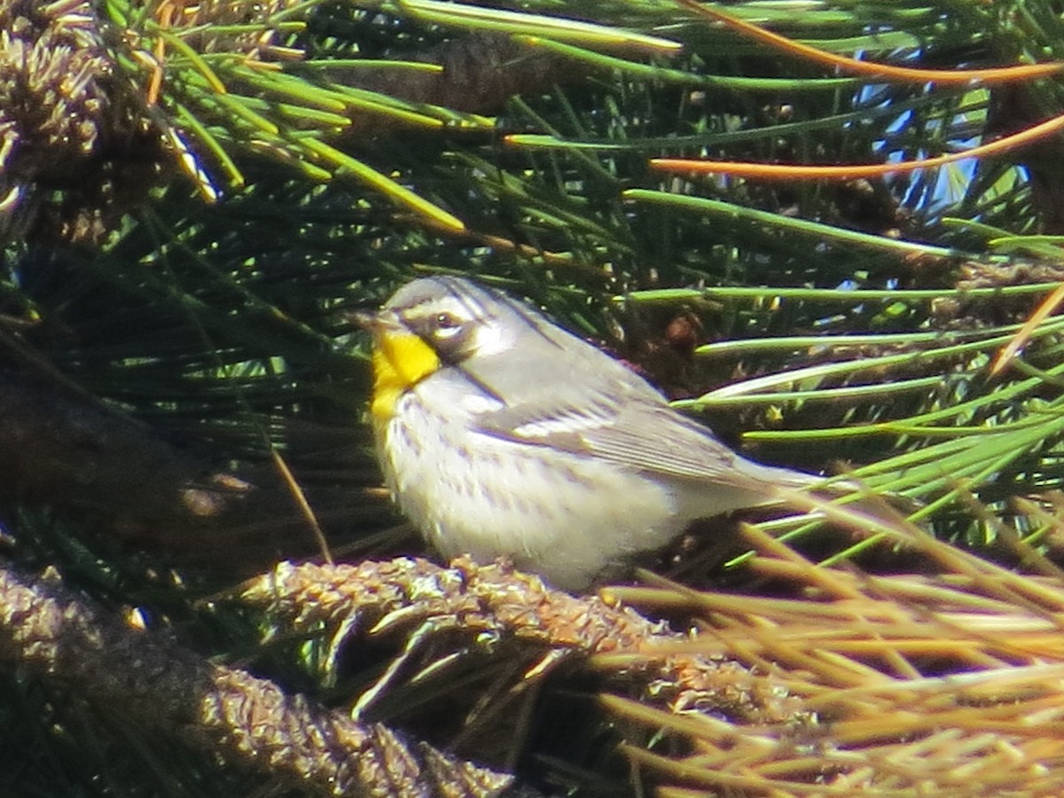 Yellow-throated Warbler - Rebecca Suomala
