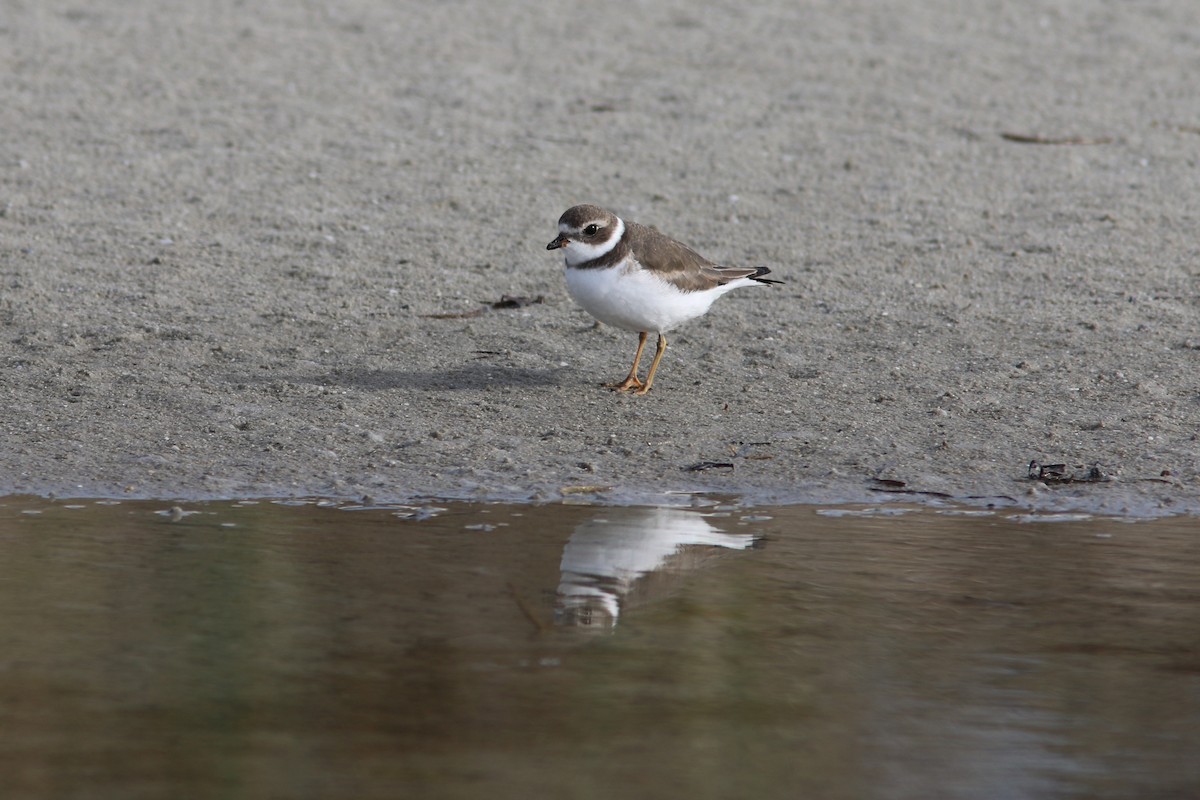 Semipalmated Plover - Tammy Conklin