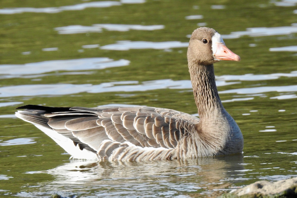Greater White-fronted Goose - Van Remsen