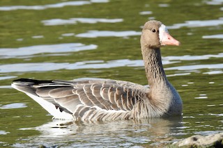 Greater White-fronted Goose, ML76065361