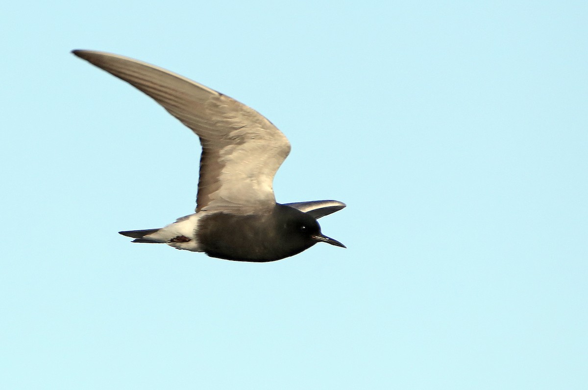 Black Tern - Elizabeth Winter