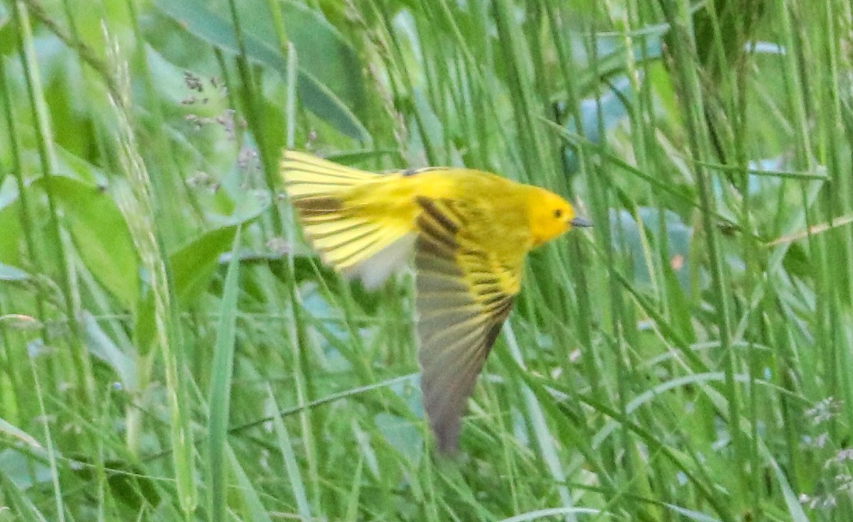 Yellow Warbler - ML76066511