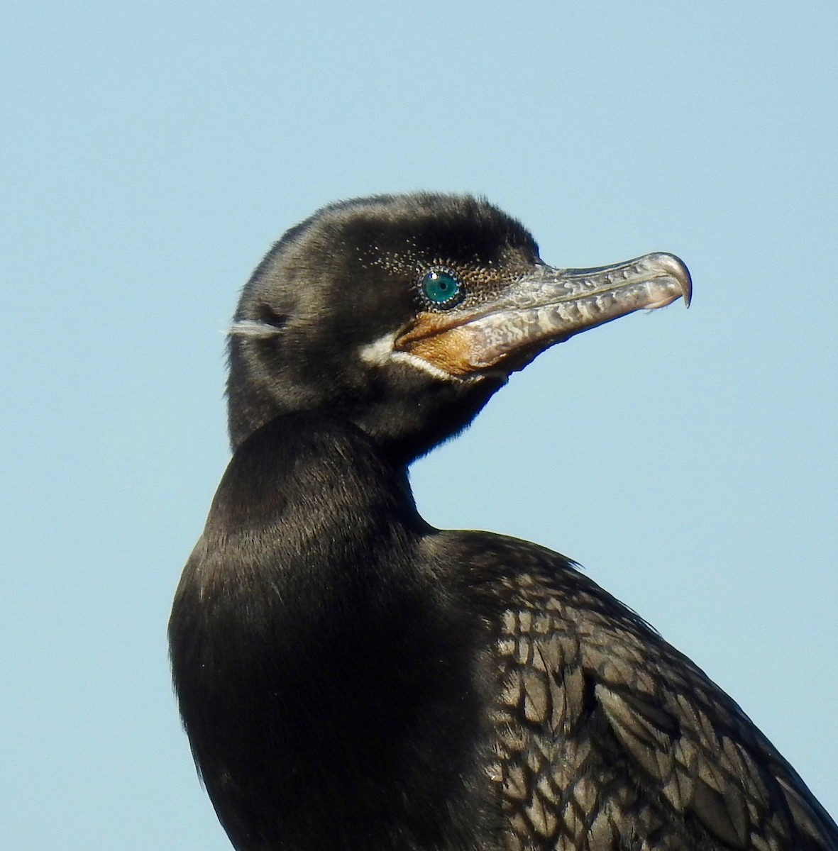 Neotropic Cormorant - Van Remsen
