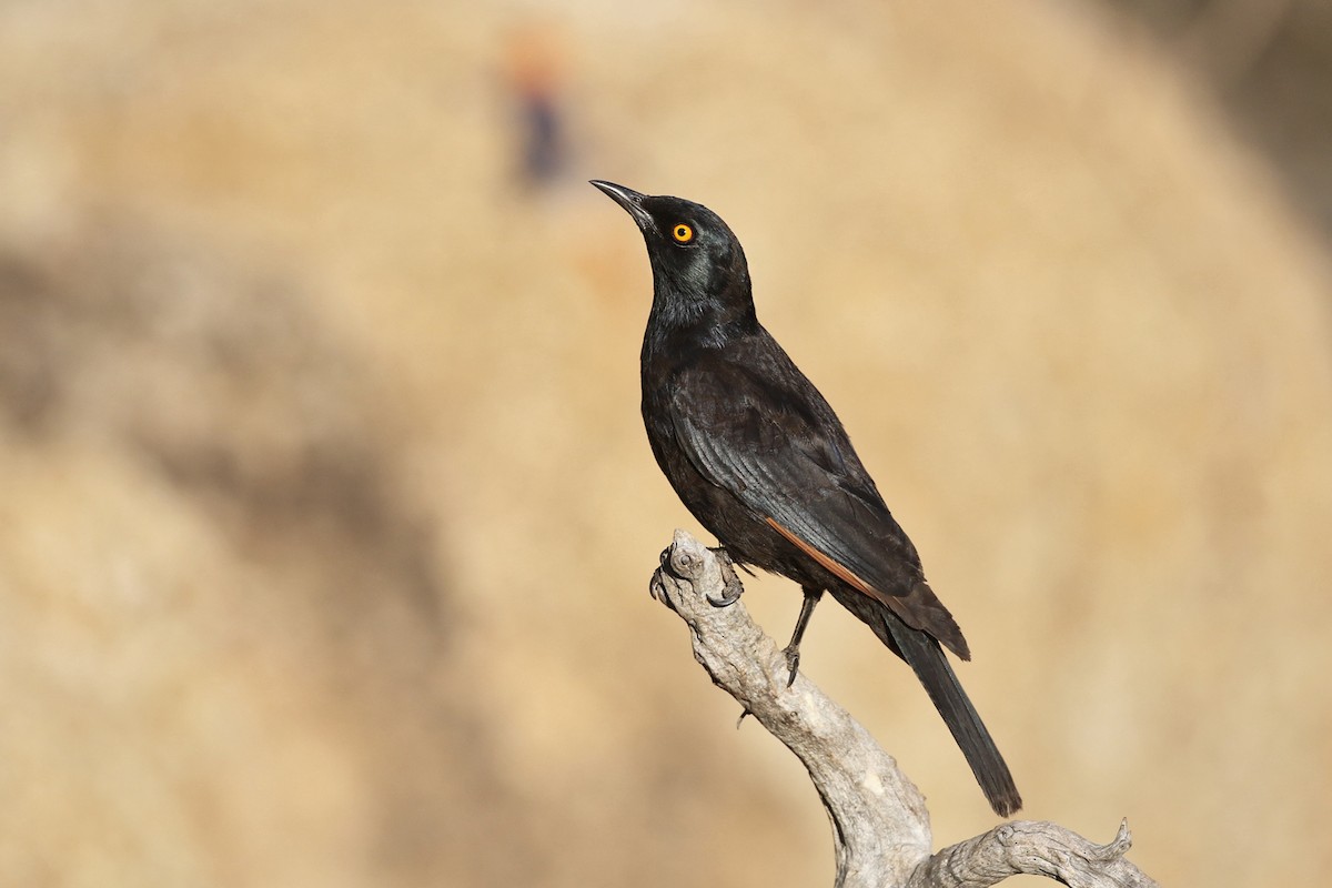 Pale-winged Starling - ML76069891