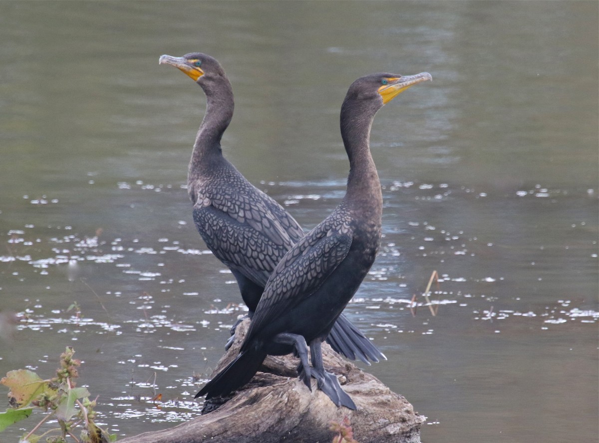 Double-crested Cormorant - Gil Ewing