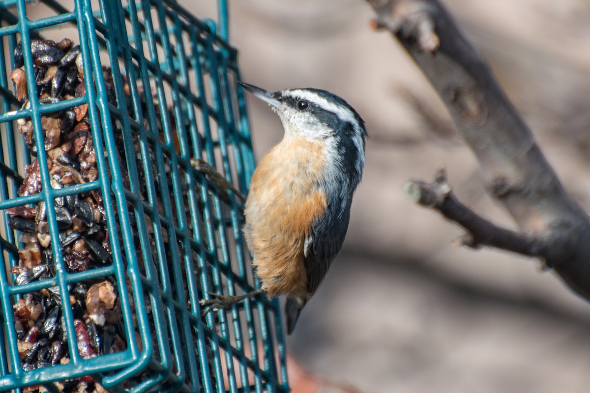 Red-breasted Nuthatch - Jeff Langford
