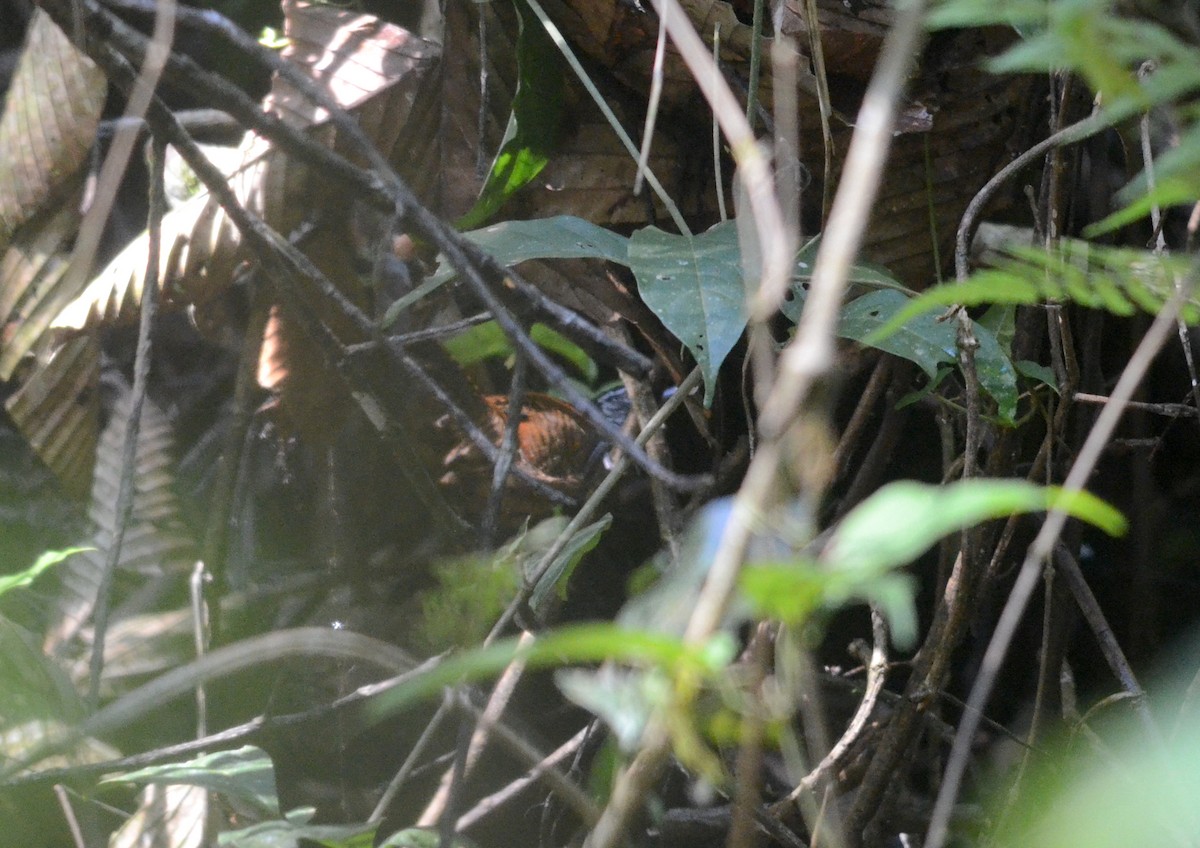Speckle-breasted Wren (Colombian) - ML76072101