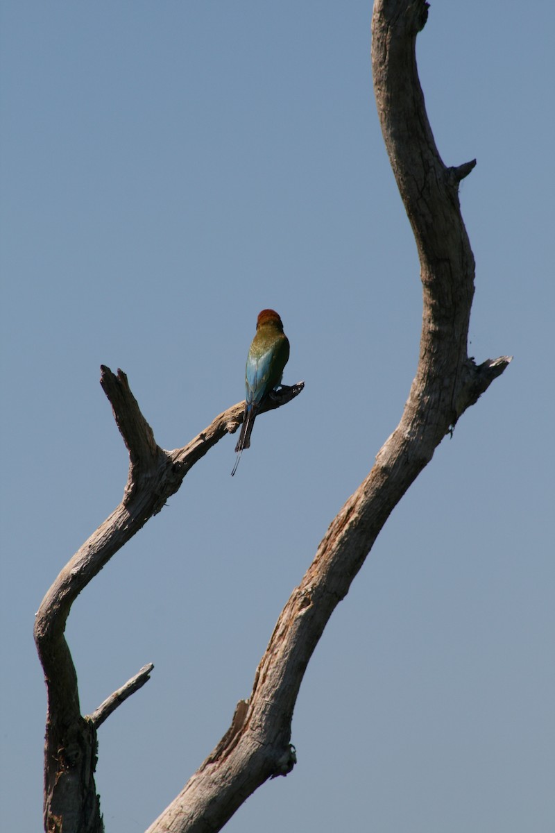 Rainbow Bee-eater - Fabián Casas