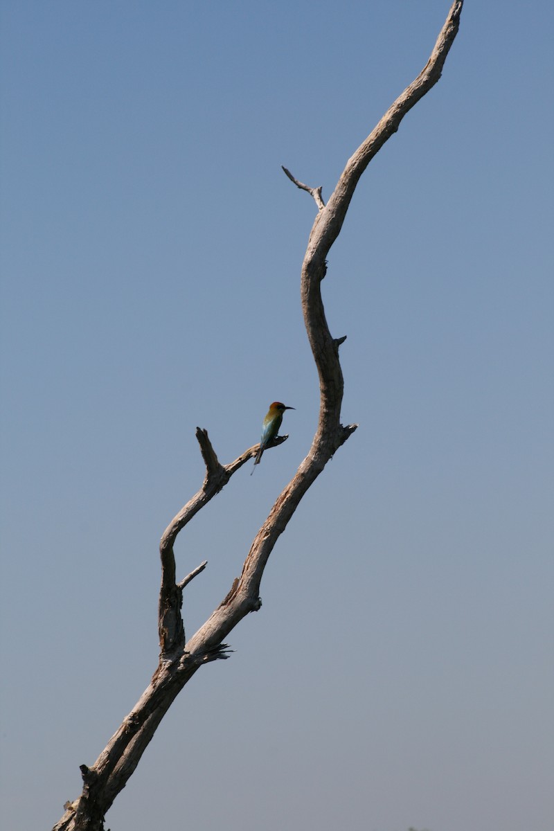 Rainbow Bee-eater - ML76073901