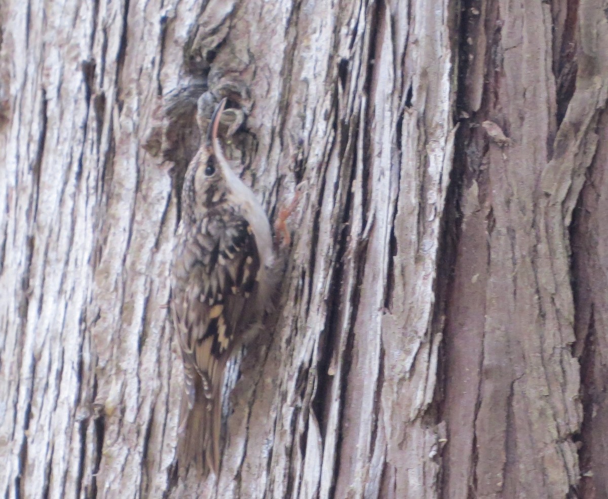 Brown Creeper - Chris O'Connell
