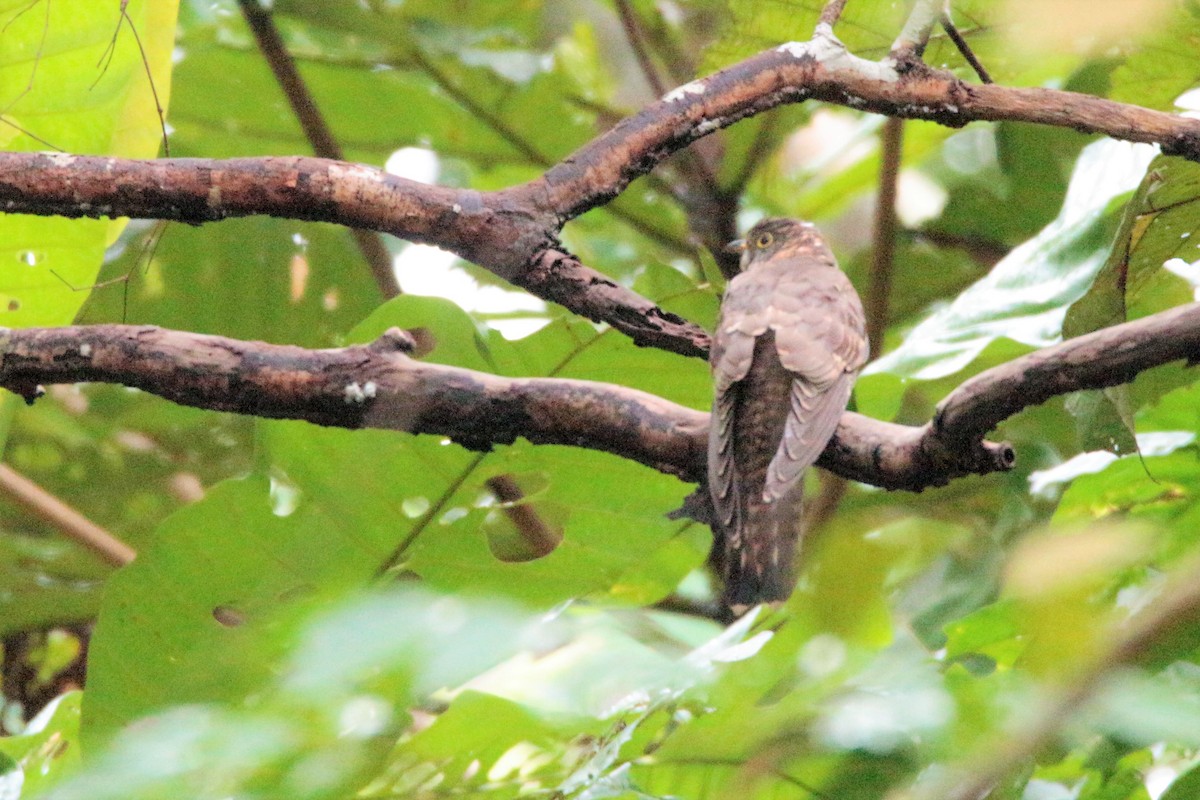 Indian Cuckoo - Fadzrun A.