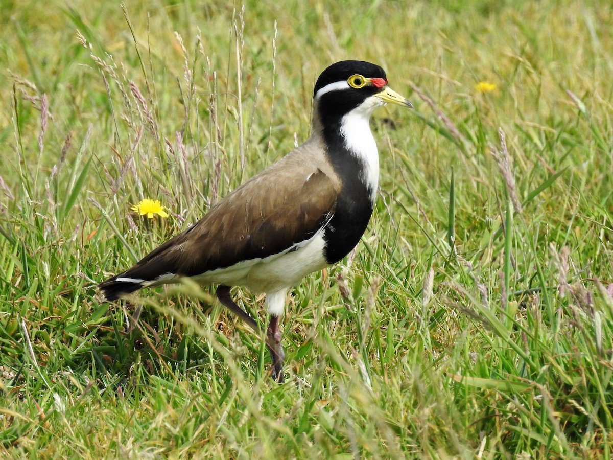 Banded Lapwing - ML76079131